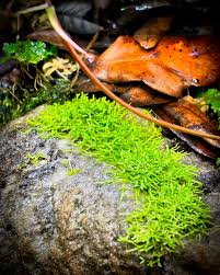 Attēlu rezultāti vaicājumam “Riccia fluitans”