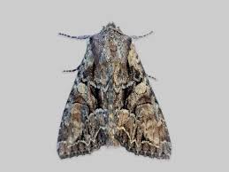 Attēlu rezultāti vaicājumam “Lacanobia suasa”