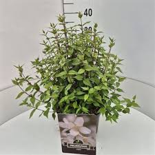 Attēlu rezultāti vaicājumam “Philadelphus lemoinei”