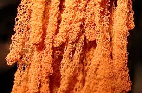 Attēlu rezultāti vaicājumam “Heterotrichia oerstedii (syn. Arcyria oerstedii) sessile”