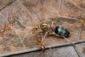 Attēlu rezultāti vaicājumam “Antrodia crassa”