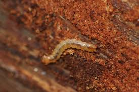 Attēlu rezultāti vaicājumam “Schizotus pectinicornis larva”