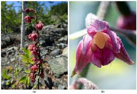 Attēlu rezultāti vaicājumam “Epipactis atrorubens leaf”