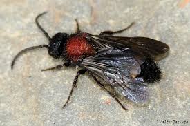 Attēlu rezultāti vaicājumam “Mutilla europaea”