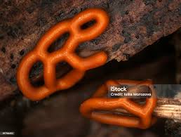 Attēlu rezultāti vaicājumam “Hemitrichia serpula”