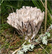 Attēlu rezultāti vaicājumam “Thelephora palmata”