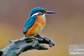 Attēlu rezultāti vaicājumam “Alcedo atthis”