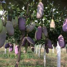 Attēlu rezultāti vaicājumam “Cinna latifolia fruit”