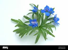 Attēlu rezultāti vaicājumam “Consolida regalis bud”