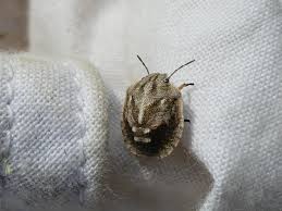 Attēlu rezultāti vaicājumam “Eurygaster testudinaria nymph”