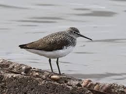 Attēlu rezultāti vaicājumam “Tringa ochropus”