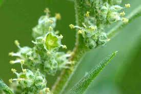 Attēlu rezultāti vaicājumam “Chenopodiaceae”