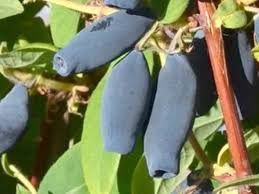 Attēlu rezultāti vaicājumam “Lonicera caerulea var. pallasii fruit”