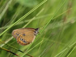 Attēlu rezultāti vaicājumam “Coenonympha hero”