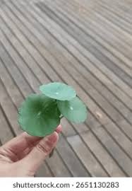 Attēlu rezultāti vaicājumam “Hydrocotyle vulgaris leaf”