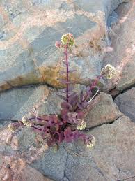 Attēlu rezultāti vaicājumam “Hylotelephium maximum”