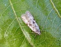 Attēlu rezultāti vaicājumam “Carpatolechia proximella”