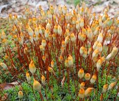 Attēlu rezultāti vaicājumam “Polytrichum piliferum sporophyte”