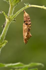 Attēlu rezultāti vaicājumam “Aglais urticae”