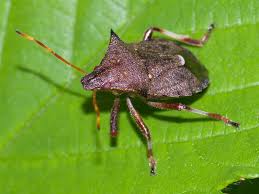 Attēlu rezultāti vaicājumam “Picromerus bidens”