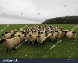 Image result for sheeple