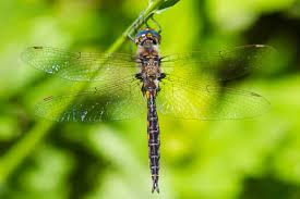 Attēlu rezultāti vaicājumam “Cribraria costata stalked”