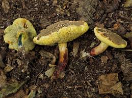 Attēlu rezultāti vaicājumam “Xerocomus pruinatus”