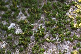 Attēlu rezultāti vaicājumam “Orthotrichum diaphanum sporophyte”