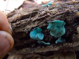 Attēlu rezultāti vaicājumam “Chlorociboria aeruginascens”