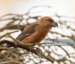 Attēlu rezultāti vaicājumam “Loxia pytyopsittacus”