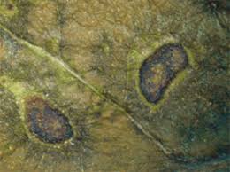 Attēlu rezultāti vaicājumam “Mycosphaerella ulmi”