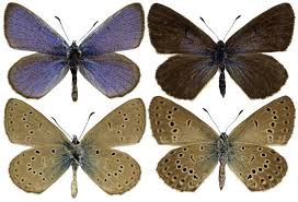 Attēlu rezultāti vaicājumam “Maculinea alcon female”