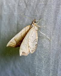 Attēlu rezultāti vaicājumam “Eulithis sp.”
