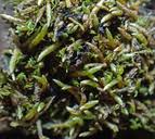 Attēlu rezultāti vaicājumam “Myurella julacea”