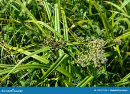 Attēlu rezultāti vaicājumam “Scirpus sylvaticus leaf”
