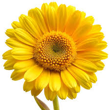 Image result for Chrysanthemum segetum