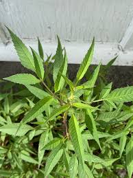 Attēlu rezultāti vaicājumam “Bidens frondosa fruit”