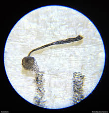 Attēlu rezultāti vaicājumam “Cribraria tenella spores”