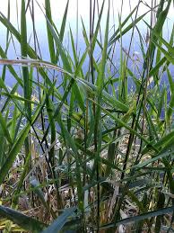 Attēlu rezultāti vaicājumam “Phalaroides arundinacea”