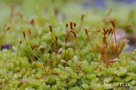 Attēlu rezultāti vaicājumam “Hypnum cupressiforme sporophyte”