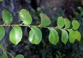 Attēlu rezultāti vaicājumam “Ulmus x hollandica leaf”