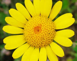 Attēlu rezultāti vaicājumam “Anthemis tinctoria”