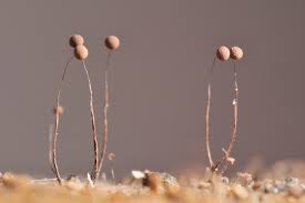 Attēlu rezultāti vaicājumam “Stemonitidaceae”