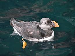 Image result for Fratercula arctica