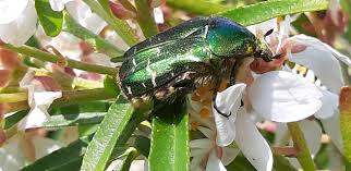 Attēlu rezultāti vaicājumam “Cetonia aurata”