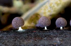 Attēlu rezultāti vaicājumam “Didymium xanthopus macro”