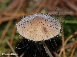Attēlu rezultāti vaicājumam “Spinellus fusiger”
