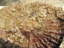 Attēlu rezultāti vaicājumam “Scardia boletella pupa”