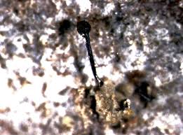 Attēlu rezultāti vaicājumam “Chaenotheca trichialis”