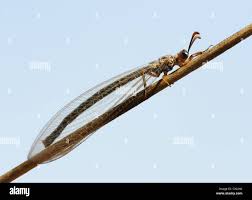 Attēlu rezultāti vaicājumam “Myrmeleontidae imago”